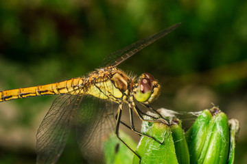 Close-up of a dragonfly