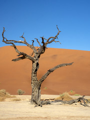 Fototapeta na wymiar Dead Trees, in Deadvlei, Namibia