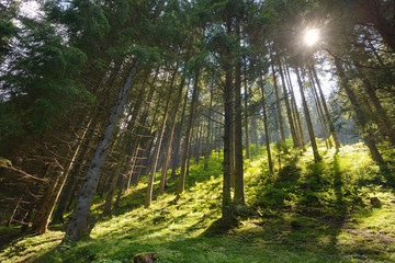 Scene pine forest
