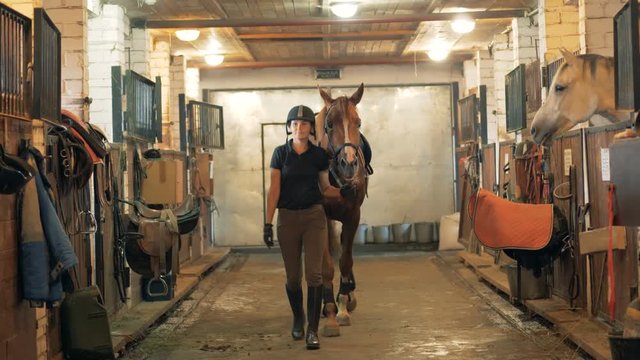 Female equestrian is guiding a stallion through the stables