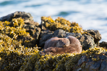 Eurasian otter (Lutra lutra) youngsters Foraging on sea in seaweed