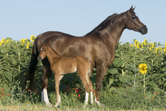Yegua de raza &aacute;rabe con un peque&ntilde;o potrillo
