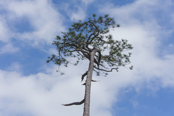 tops of pines against the blue sky