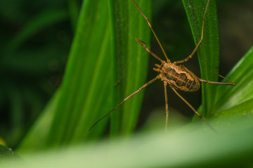 Spider in the grass close-up