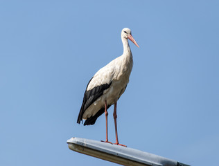 Stork on a lamppost.