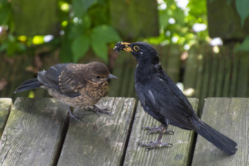 Young blackbird is being fed by his mother.
