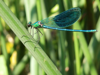 libellules