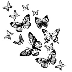 black butterfly, isolated on a white