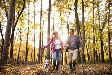 Naklejka na ściany i meble Senior couple with dog on a walk in an autumn forest.