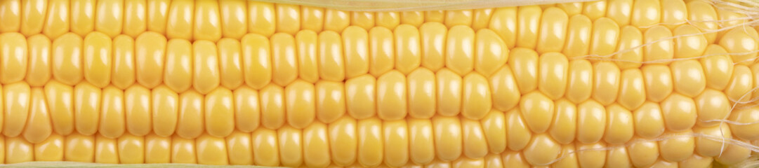 close-up of large grains of ripe corn  cob