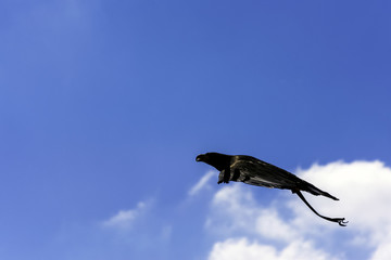 Flying golden eagle (Aquila chrysaetos) in United Kingdom