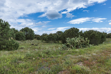blue sky and flowers and plants on sardinia