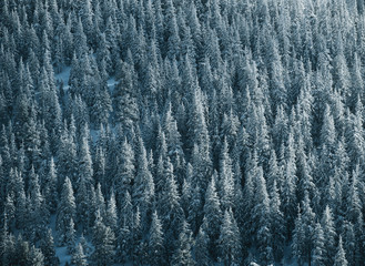 Winter landscape of a mountain hill. Fir trees covered with snow.