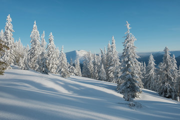 Winter landscape of a mountain forest. Clear blue sky over the forest. Mountain range at the background.