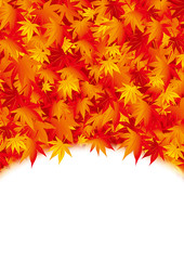 紅葉 全面  セピア 楕円下 白