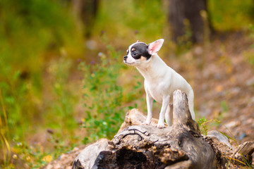 A Chihuahua stands on a log in the forest.