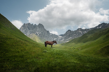 Fototapeta na wymiar Horse grazing in a mountain valley with the Chaukhi mountain range in Georgia.