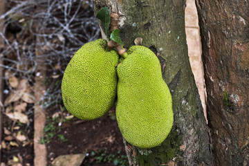 Jackfruit hanging on tree in Kampala, Uganda, Africa