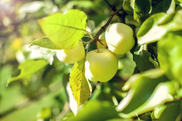 Fresh and tasty green apples on a tree branch.