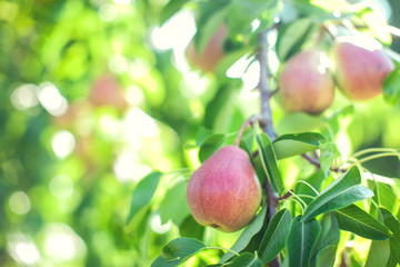 Ripe organic cultivar pears in the summer garden