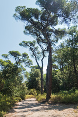 Sandy path through pine tree forest near Koukounaries beach, morning at Skiathos island, Greece