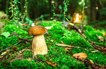 Fresh porcini mushrooms in forest. Brown boletus mushroom, greater edible mushroom.Mushrooms and berries are growing in warm green, thick, wet moss layer. Perfect weather for outdoor activities.