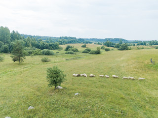 Aerial view of the meadow on which a herd of sheep is grazed 