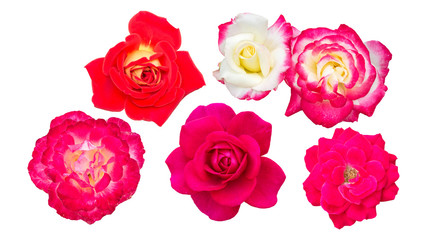 Pink roses isolated on a white background.