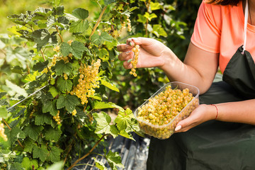 Naklejka na ściany i meble Yellow currant growers engineer working in garden with harvest, woman with box of berries