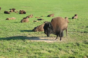 troupeau de bisons d'europe en suisse © raymond