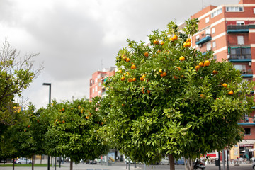 Orange garden with ripe tangerines hanging from tree branches, Valencia, Spain. Summer background. Copy space