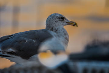 Seagull meets Lensball