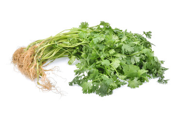 Coriander isolated on white background