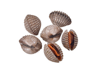 cockles seafood isolated on white background
