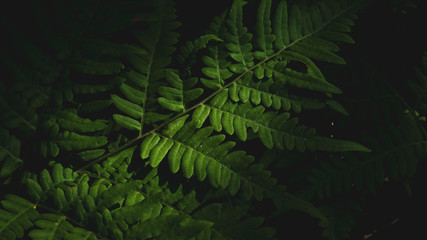 Fototapeta na wymiar Photo of fern (Pteridium aquilinum) leaf in summer mixed forest, on the black background, blurred contours of fresh greenery with soft sunlight