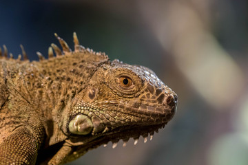 Iguane