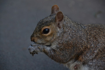 Squirrel eating nuts