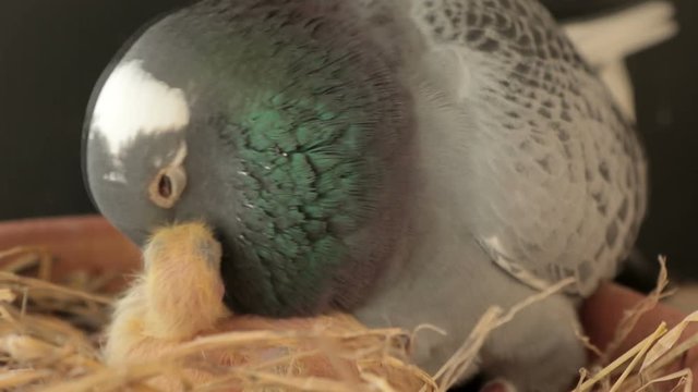 pigeon bird feeding crop milk to new born