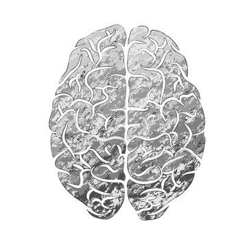 Human brain gray color