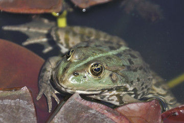 Frosch beim Sonnenbaden