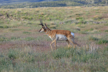 Pronghorn Antelope Buck