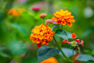 Colorful of Lantana camara, beautiful small flowers on branches with green leaves in the summer garden. Selective focus.