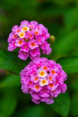 Beautiful group of pink flowers, Lantana camara, small flowers on branches with green leaves in the summer garden. Selective focus.