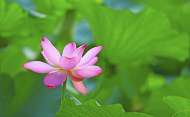 The lotus blooms in the river