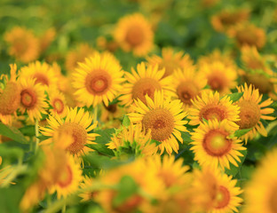 A sunflower in full bloom, outside