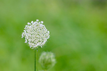flowering of bulbous flower