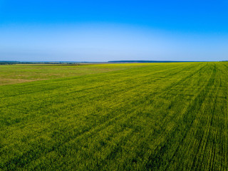 Fototapeta na wymiar Aerial drone view of green field, direct rows of grain crops planting