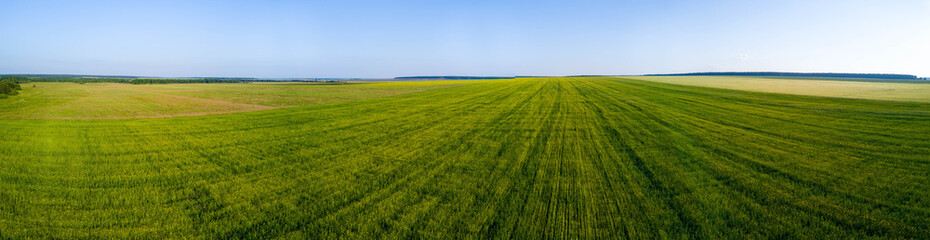 Aerial drone view of green field, direct rows of grain crops planting