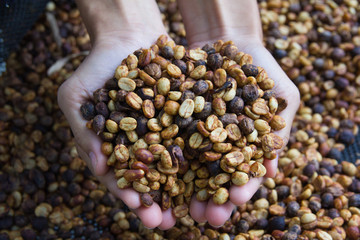 Close up Hand holding. Raw coffee beans roasting to see the texture, business coffee concept