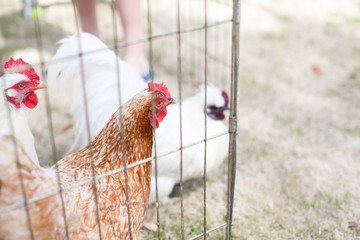 Chickens